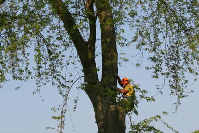 bomen rooien hovenier Moleneind Minste Milt Milingen aan de Rijn Meulunteren Meuhoek Merm Megchelen Meerveld Meertenwei Meerten Meerenbroek Medler Meddo Maurik Markluiden Mark Marienvelde Manen Mallem Malden Maasbommel Lutterveld Lunteren Lunen Luchtenburg Loobrink